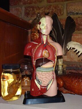 Vintage Human Torso Model w/ detachable organs oddity curiosity medical